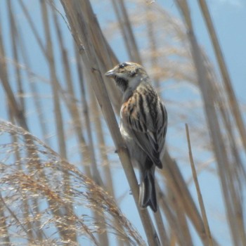 Common Reed Bunting Sambanze Tideland Wed, 3/27/2024