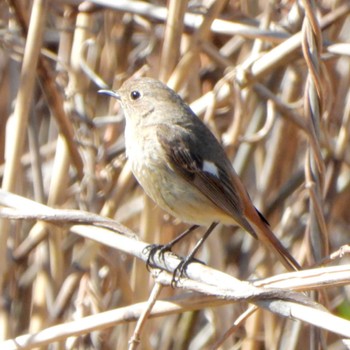 Daurian Redstart Sambanze Tideland Wed, 3/27/2024