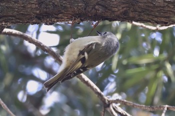 2024年3月16日(土) 水元公園の野鳥観察記録