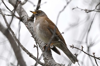 Pale Thrush 旭公園 Thu, 3/28/2024