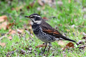 ツグミ 旭公園 2024年3月28日(木)