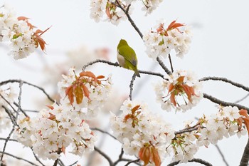 Warbling White-eye 旭公園 Thu, 3/28/2024