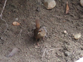 2024年3月25日(月) 宮城県の野鳥観察記録