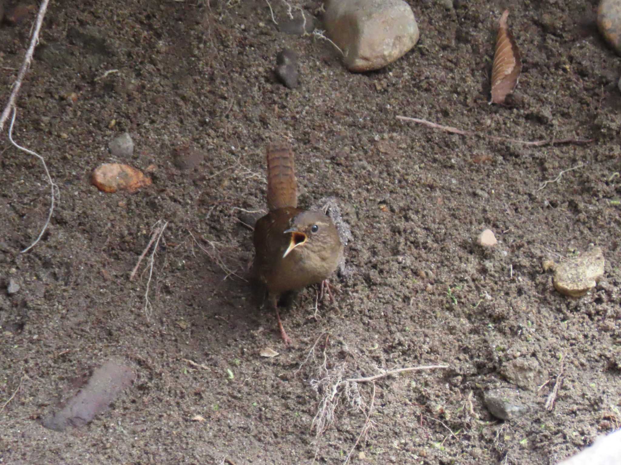 Eurasian Wren