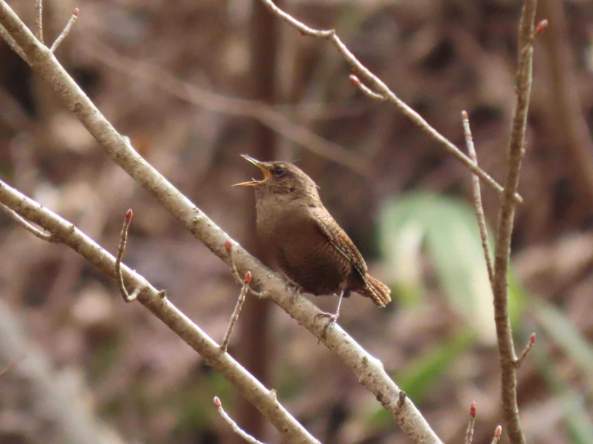 Eurasian Wren