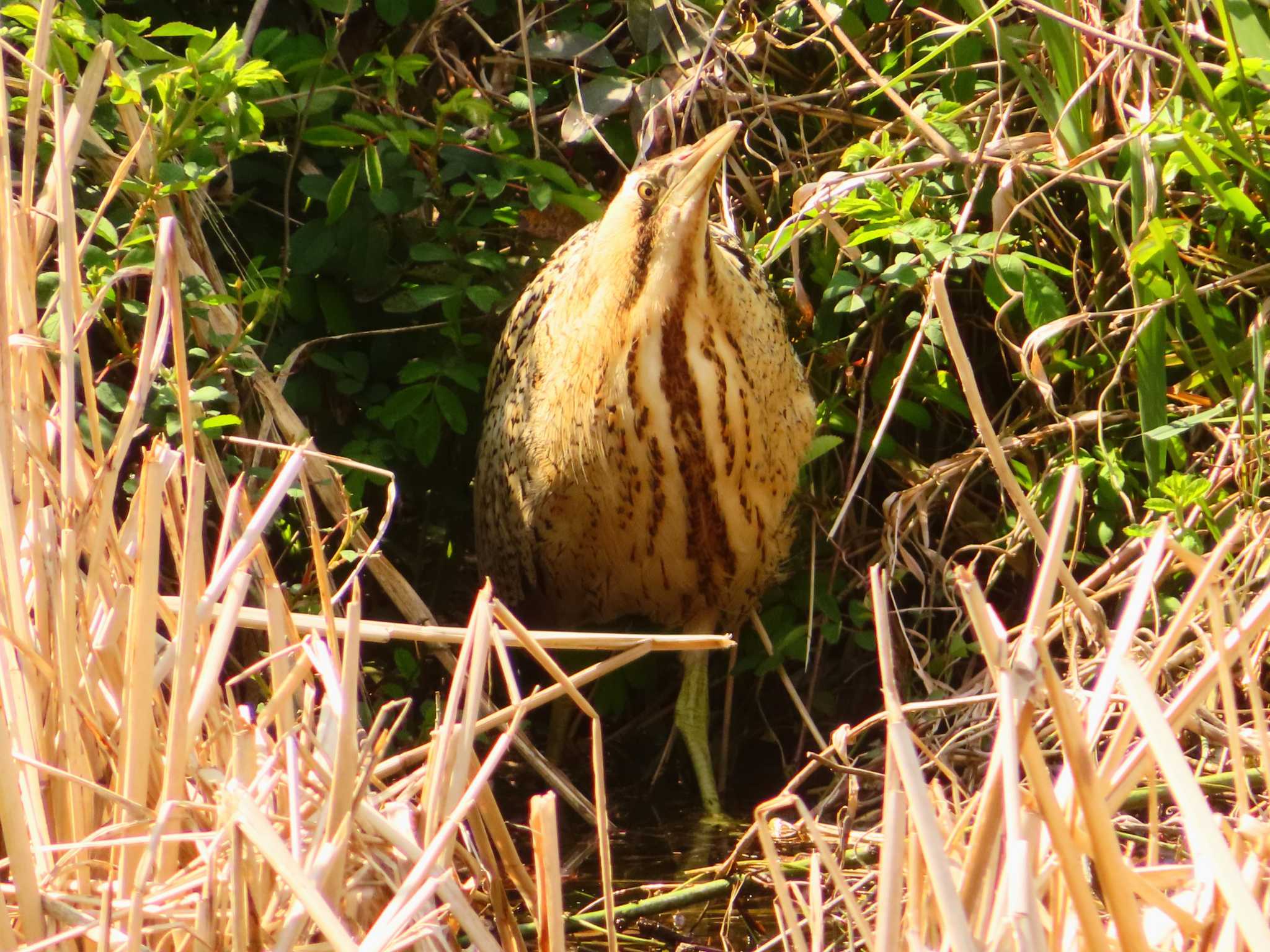 Photo of Eurasian Bittern at Oizumi Ryokuchi Park by ゆ