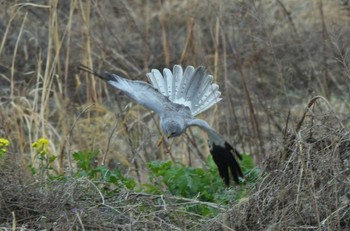 Hen Harrier Unknown Spots Unknown Date