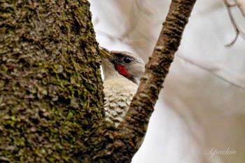 Japanese Green Woodpecker Kodomo Shizen Park Sun, 3/24/2024