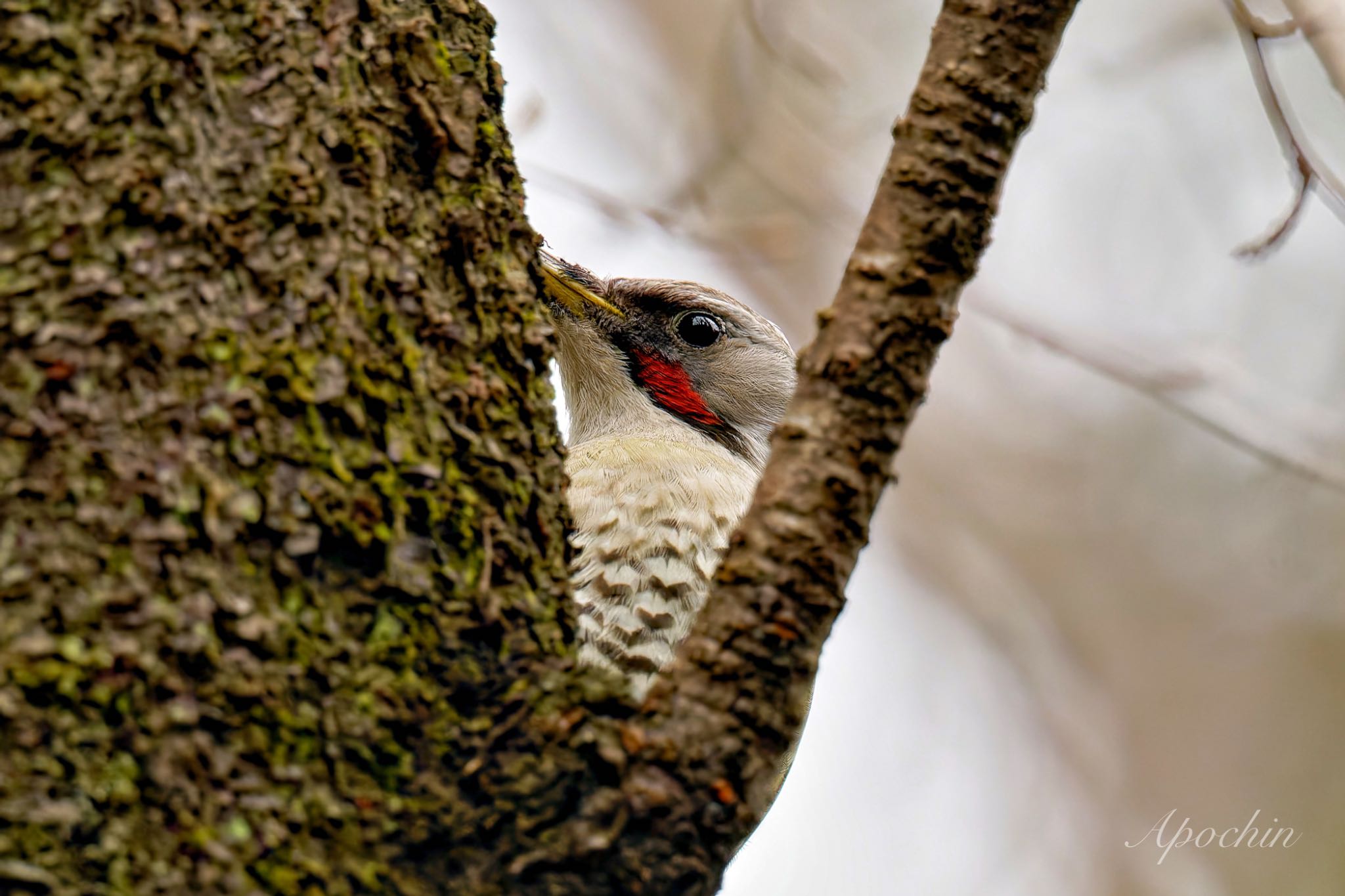 Photo of Japanese Green Woodpecker at Kodomo Shizen Park by アポちん