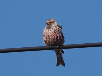 Asian Rosy Finch Notsuke Peninsula Fri, 2/23/2024