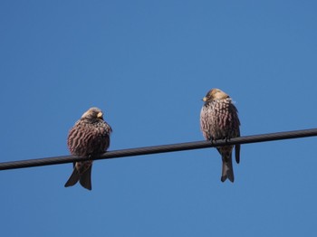 Asian Rosy Finch Notsuke Peninsula Fri, 2/23/2024