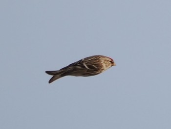 Asian Rosy Finch Notsuke Peninsula Fri, 2/23/2024