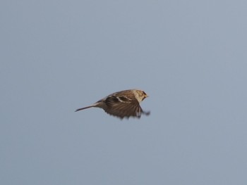 Asian Rosy Finch Notsuke Peninsula Fri, 2/23/2024