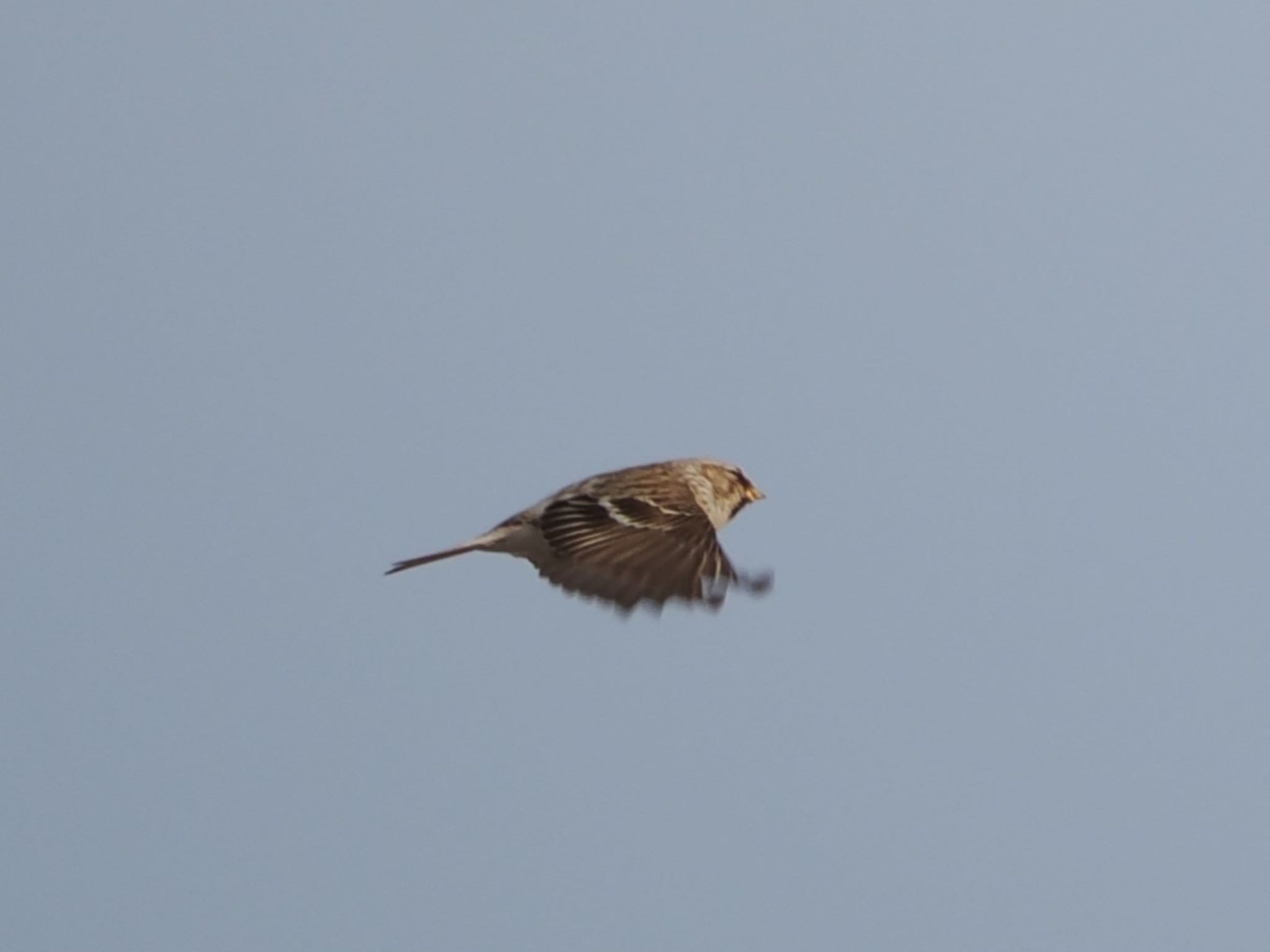 Asian Rosy Finch