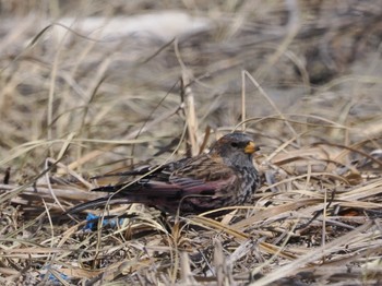 Asian Rosy Finch Notsuke Peninsula Fri, 2/23/2024