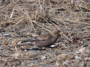 Asian Rosy Finch Notsuke Peninsula Fri, 2/23/2024