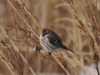 Common Redpoll Notsuke Peninsula Fri, 2/23/2024