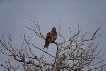 Unknown Species 三浦半島 Mon, 12/3/2018