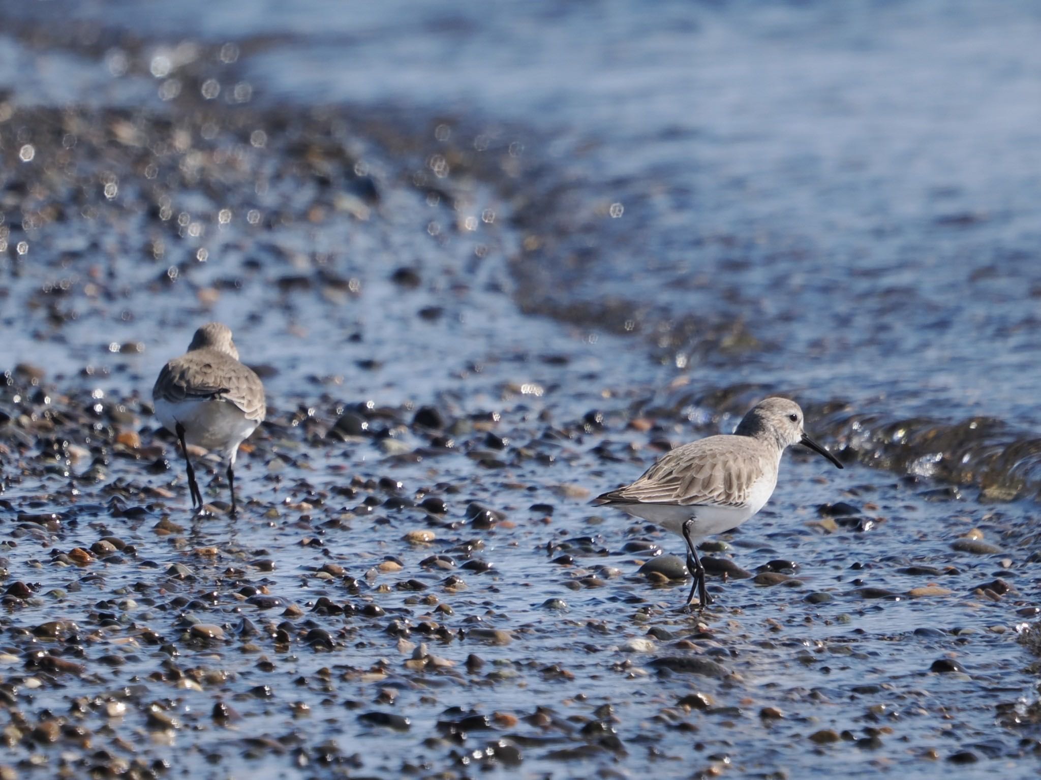 Photo of Dunlin at Notsuke Peninsula by ぽぽぽ