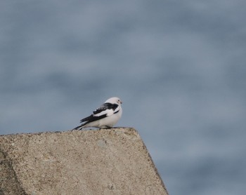 Snow Bunting Notsuke Peninsula Fri, 2/23/2024