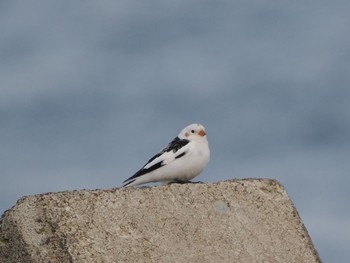 Snow Bunting Notsuke Peninsula Fri, 2/23/2024