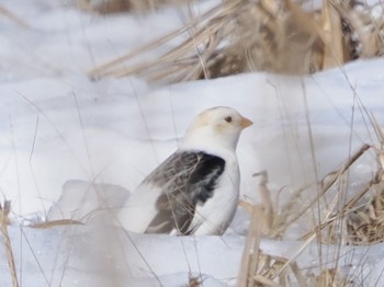 Snow Bunting Notsuke Peninsula Fri, 2/23/2024