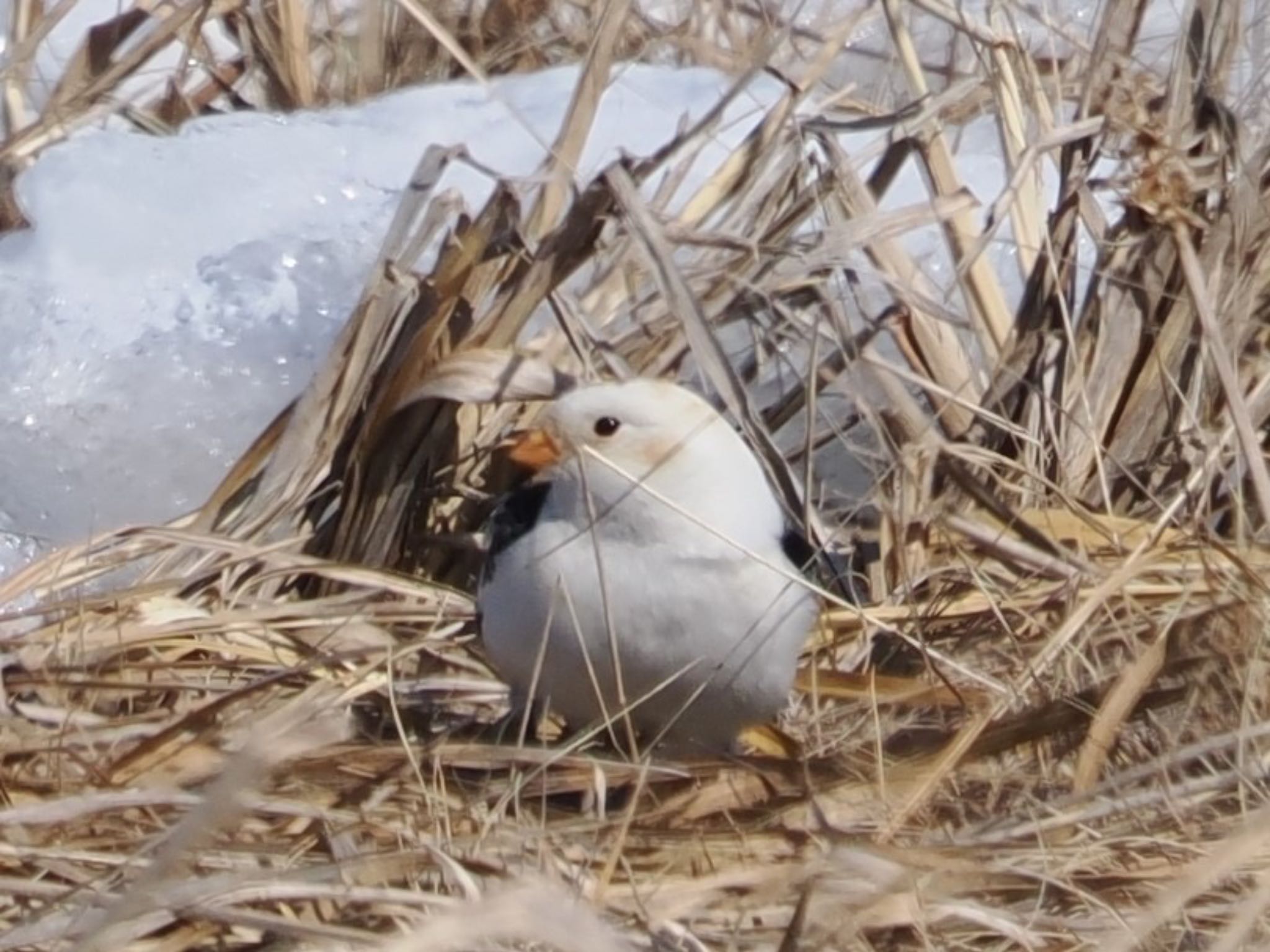 Photo of Snow Bunting at Notsuke Peninsula by ぽぽぽ