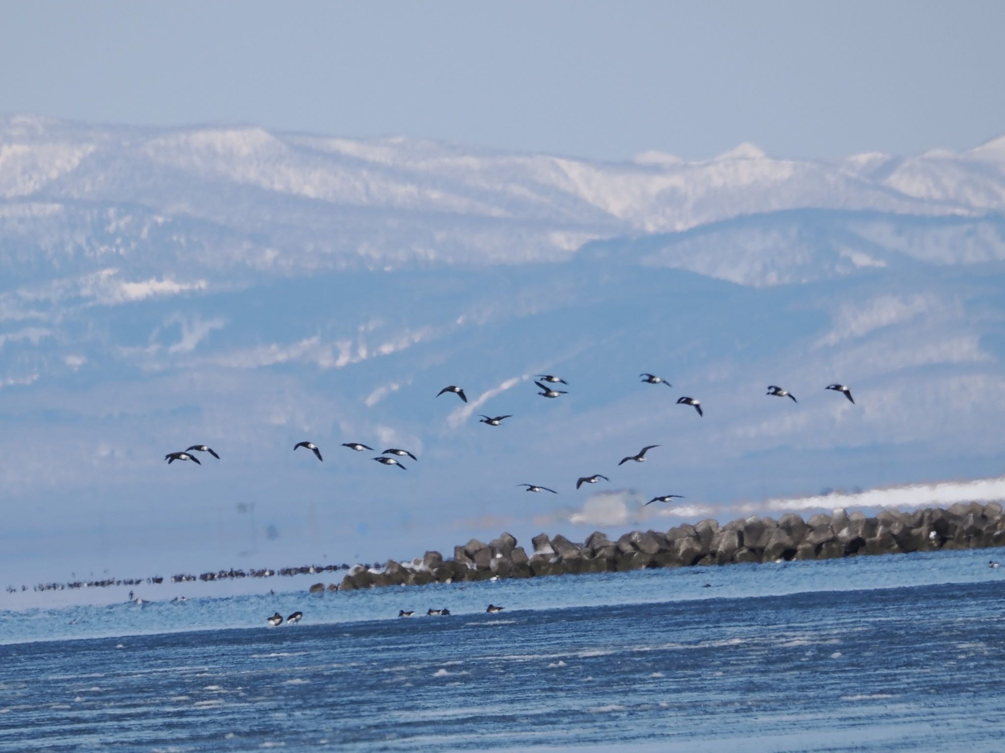 Photo of Brant Goose at Notsuke Peninsula by ぽぽぽ