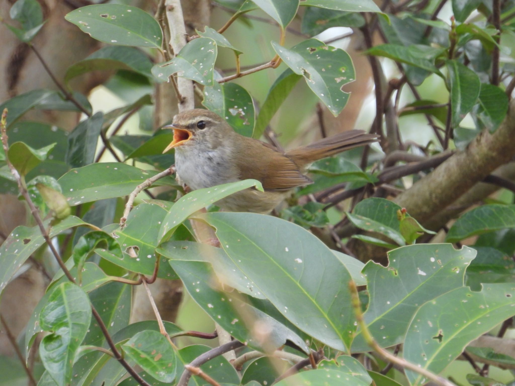 Photo of Japanese Bush Warbler at 佐鳴湖 by yuco