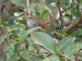 Japanese Bush Warbler 佐鳴湖 Wed, 3/27/2024