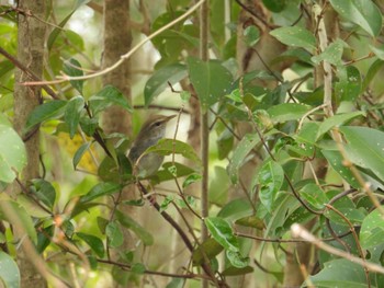 Japanese Bush Warbler 佐鳴湖 Wed, 3/27/2024