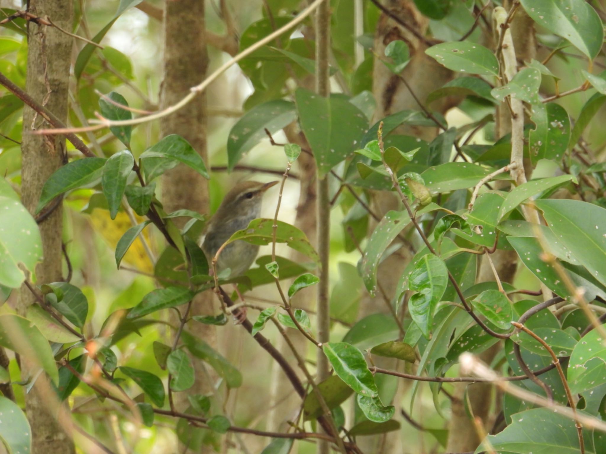 Japanese Bush Warbler