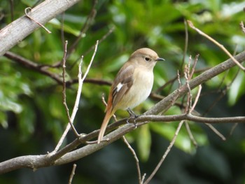 Daurian Redstart 佐鳴湖 Wed, 3/27/2024