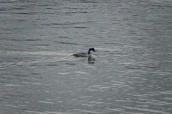 Smew Koyaike Park Sun, 12/9/2018