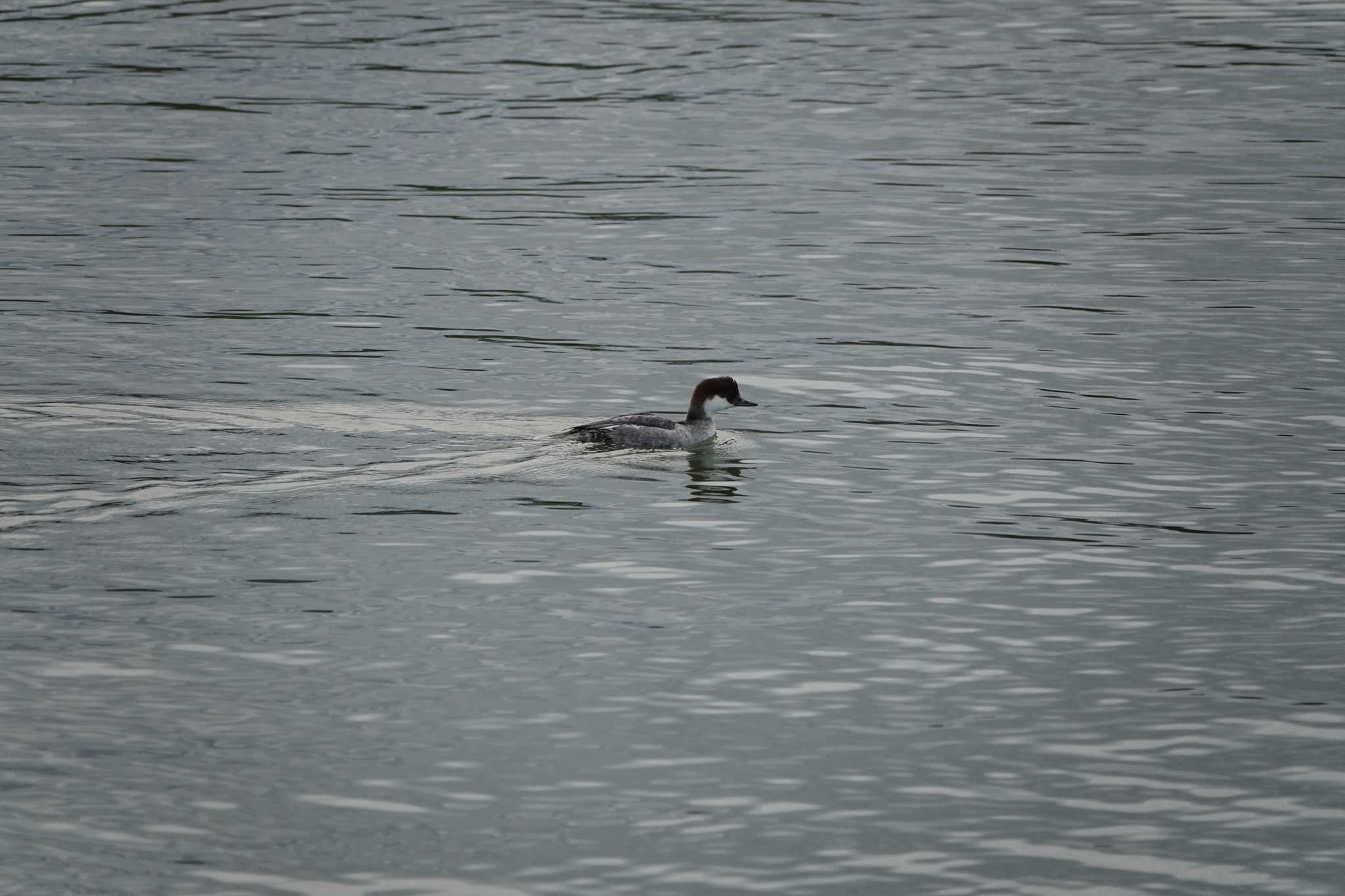 Smew