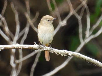 Daurian Redstart 佐鳴湖 Wed, 3/27/2024