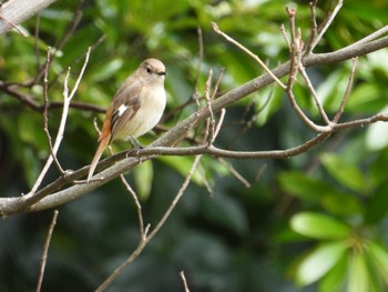 Daurian Redstart 佐鳴湖 Wed, 3/27/2024