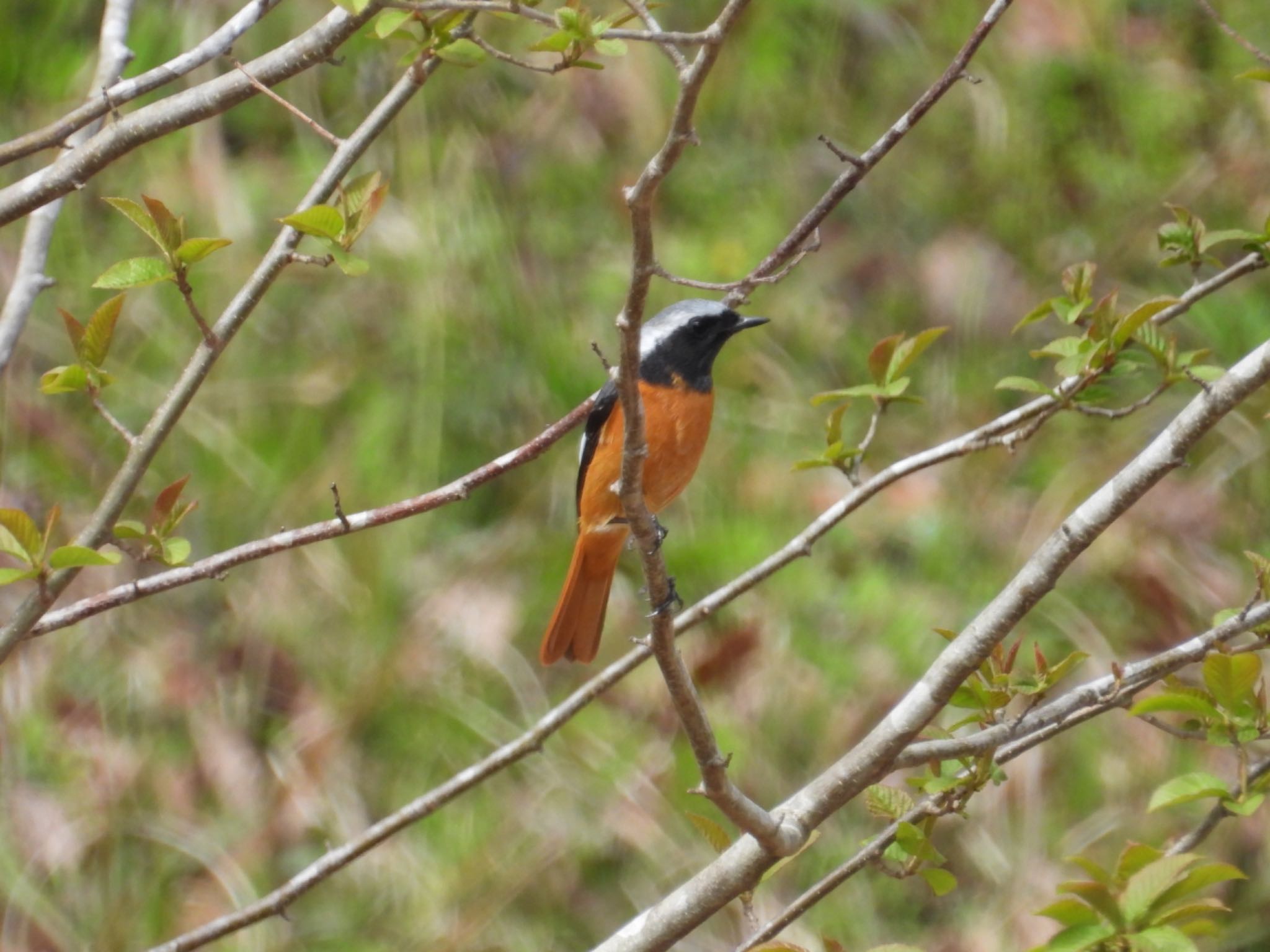 Daurian Redstart