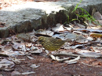 Masked Bunting 佐鳴湖 Wed, 3/27/2024