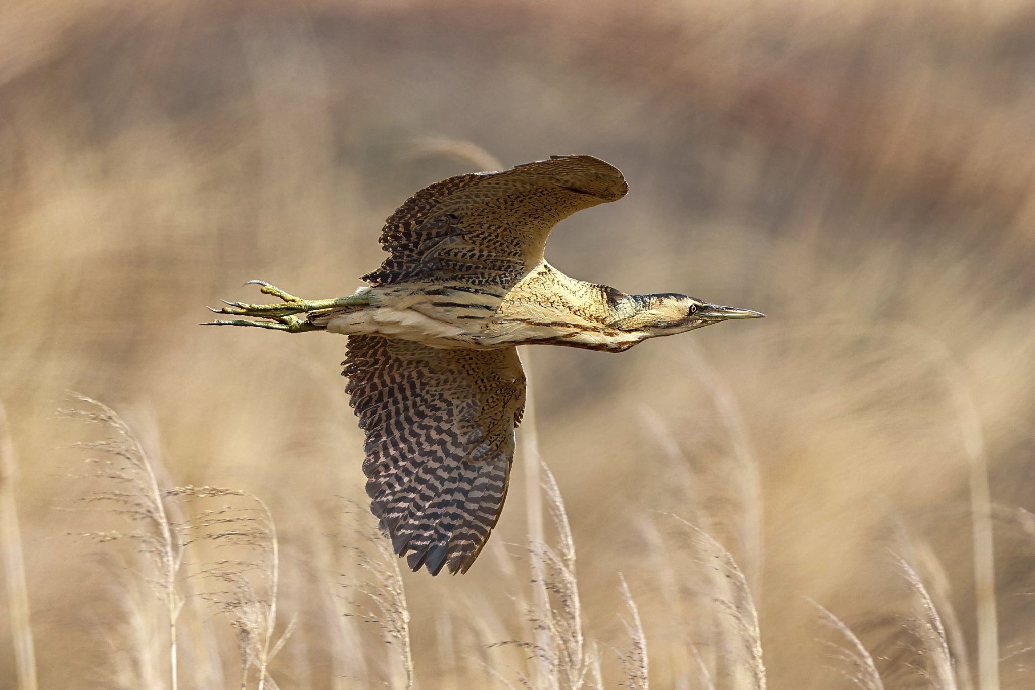 Photo of Eurasian Bittern at  by amachan