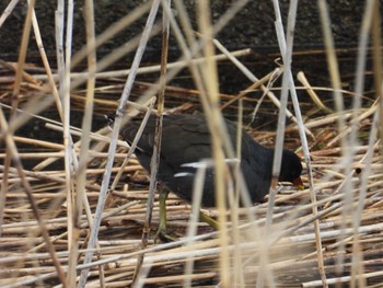 Common Moorhen 田貫湖 Thu, 3/28/2024