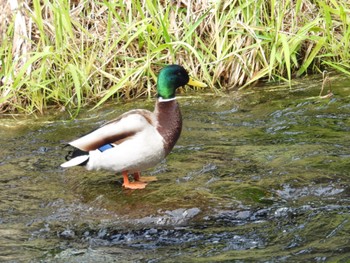 Mallard 富士宮市周辺 Thu, 3/28/2024