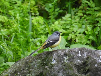 Grey Wagtail 富士宮市周辺 Thu, 3/28/2024