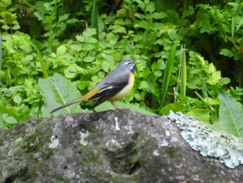 Grey Wagtail 富士宮市周辺 Thu, 3/28/2024