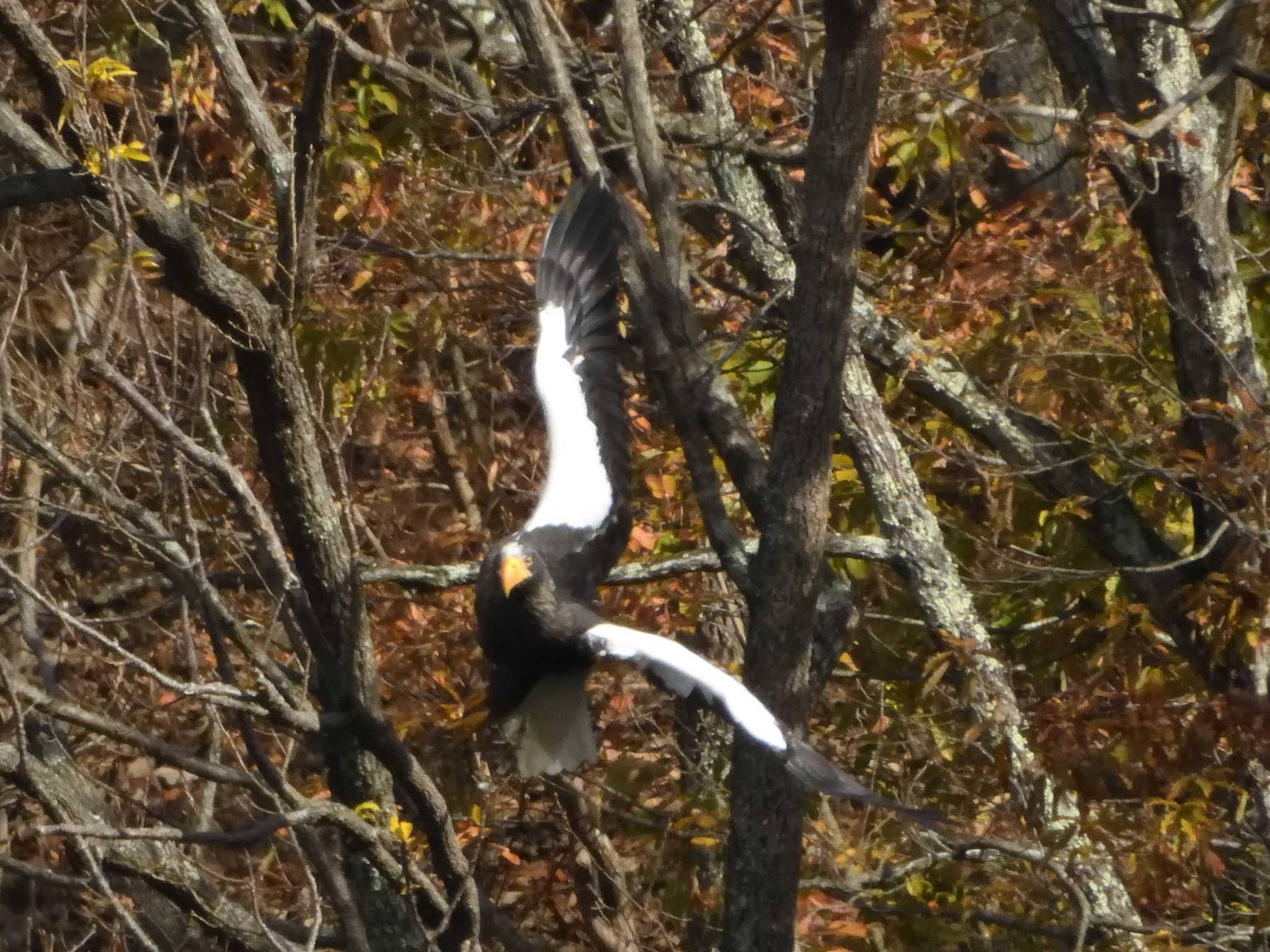 Steller's Sea Eagle