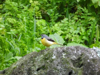 Grey Wagtail 富士宮市周辺 Thu, 3/28/2024