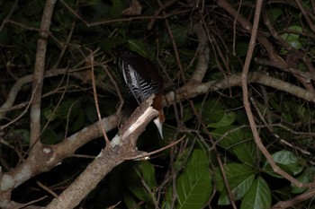 Slaty-legged Crake Unknown Spots Thu, 3/28/2024