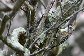 Japanese Pygmy Woodpecker 旭公園 Thu, 3/28/2024