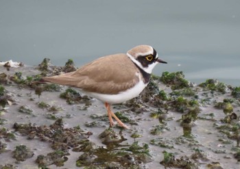 Little Ringed Plover 東京湾 Thu, 3/28/2024