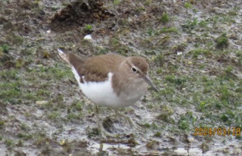 Common Sandpiper 東京湾 Thu, 3/28/2024